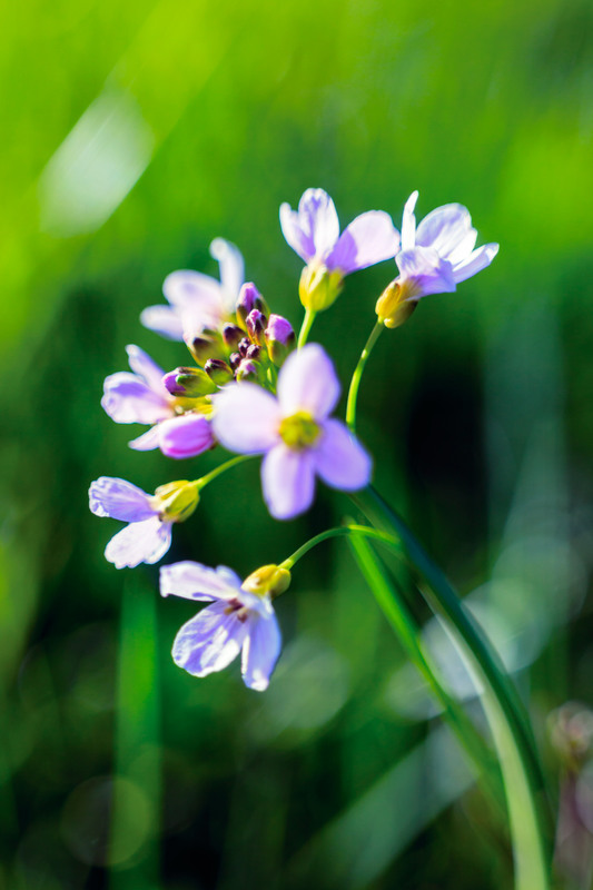 Фотографія Полевые цветы... / Айвар Удрис / photographers.ua