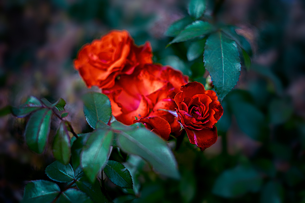 Фотографія Августовская роза! / Айвар Удрис / photographers.ua