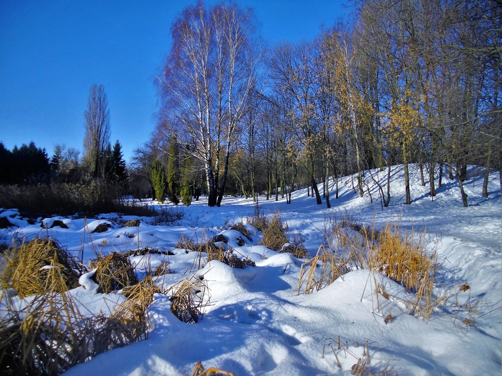 Фотографія Бело-голубая зима. / Владимир Подкуйко / photographers.ua