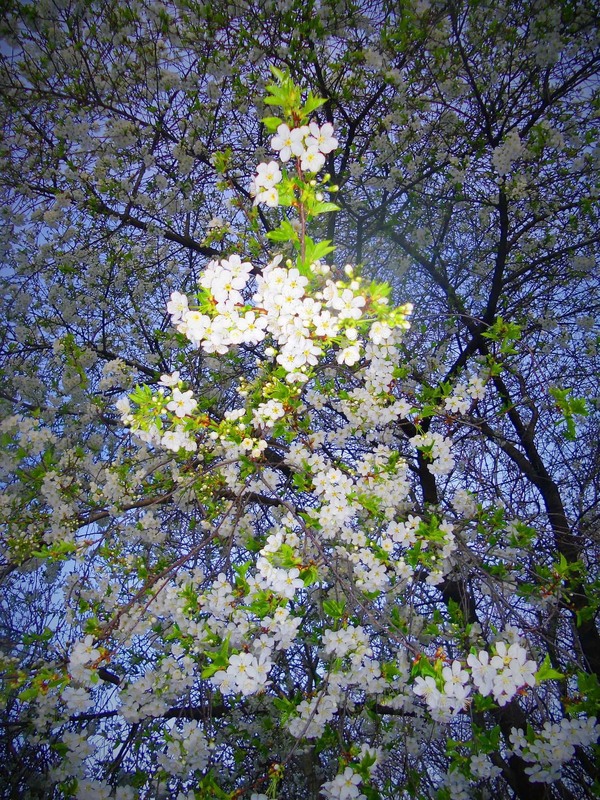 Фотографія Весна, цветение. / Владимир Подкуйко / photographers.ua