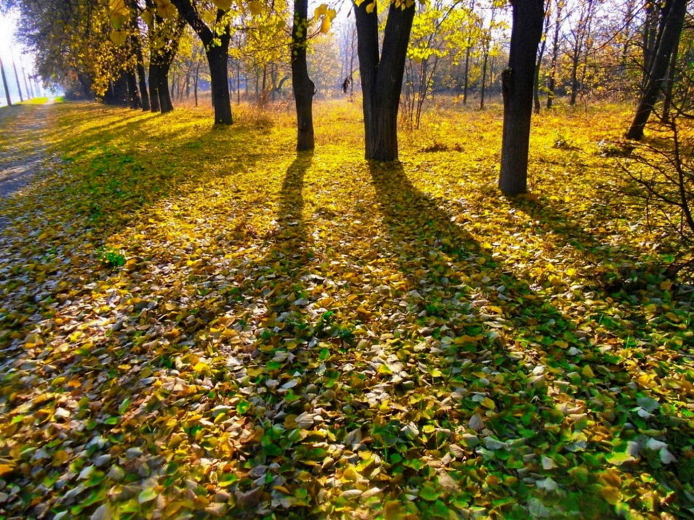 Фотографія Осень стоит за тенями. / Владимир Подкуйко / photographers.ua