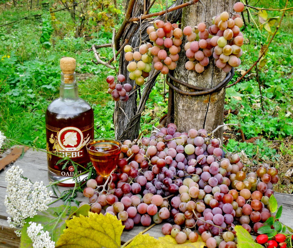 Фотографія Вино и виноград. / Владимир Подкуйко / photographers.ua