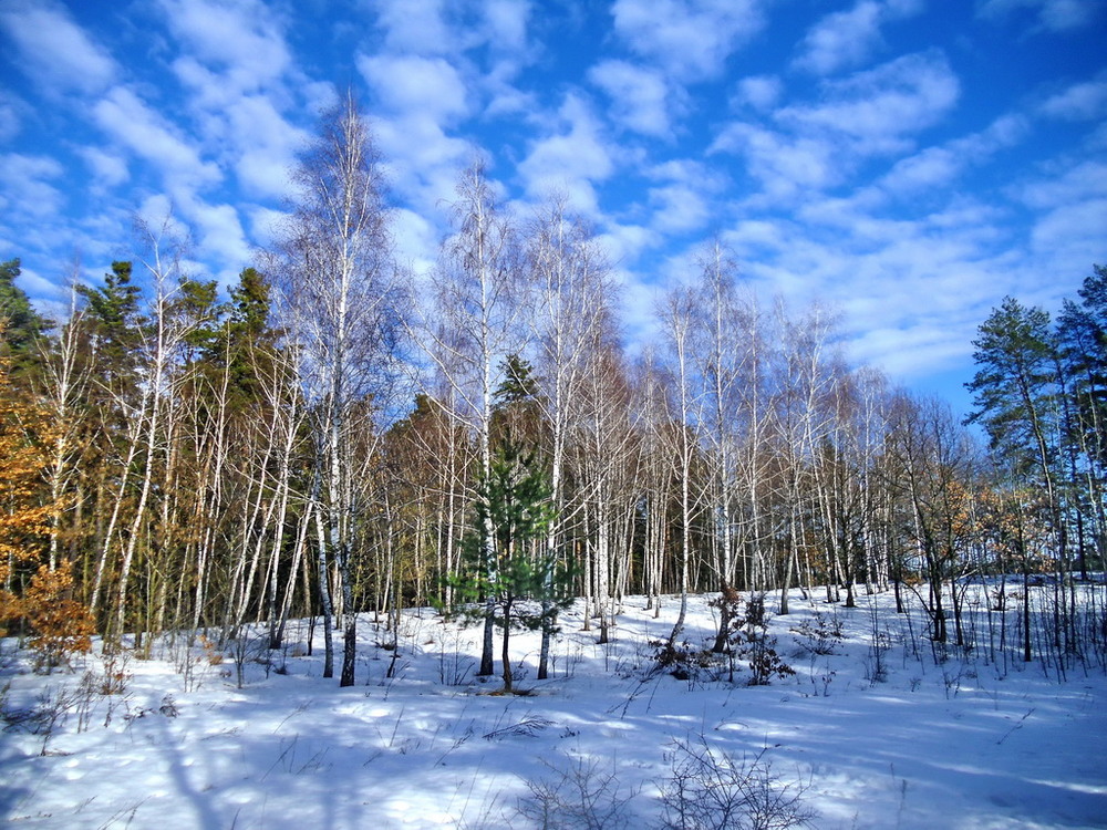 Фотографія Зима в лесу. / Владимир Подкуйко / photographers.ua