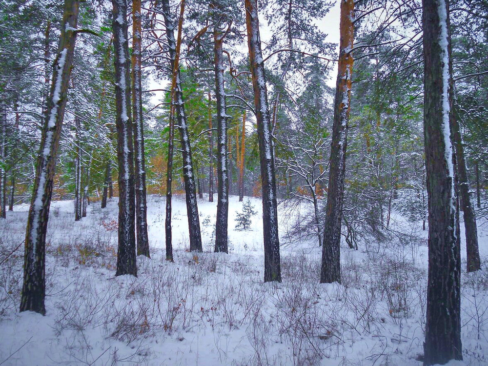 Фотографія Снег в сосновом лесу. / Владимир Подкуйко / photographers.ua