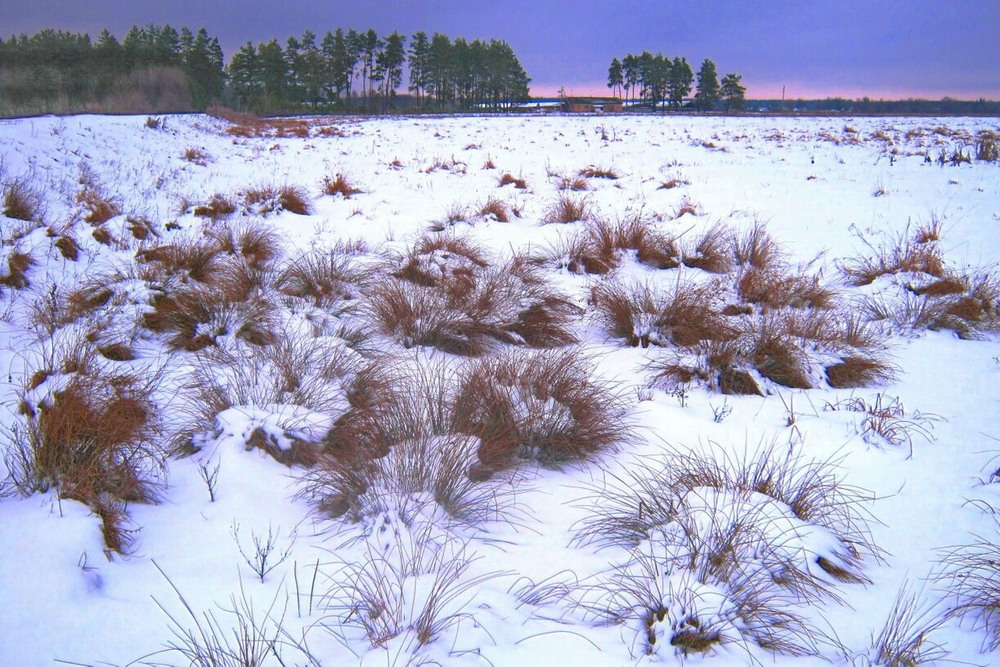 Фотографія Зимний вечер в поле. / Владимир Подкуйко / photographers.ua