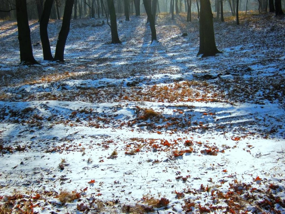 Фотографія Наблюдая за первым снегом. / Владимир Подкуйко / photographers.ua