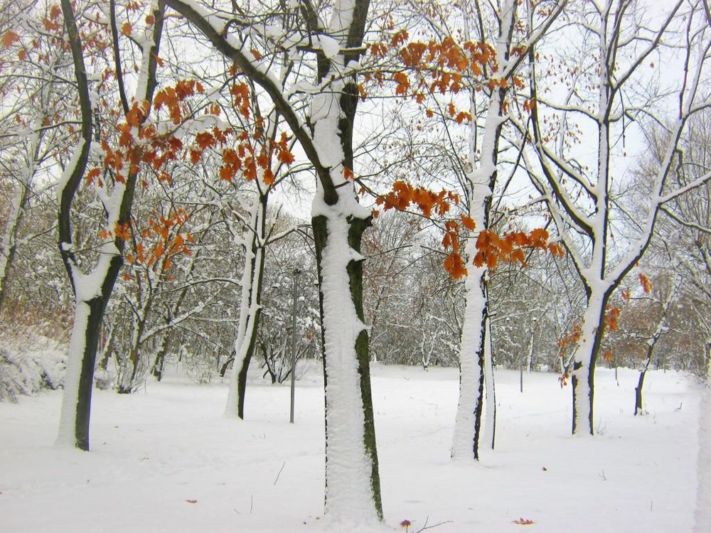 Фотографія Снег, по всем приметам, шёл скорый и дружно облепил деревья. / Владимир Подкуйко / photographers.ua