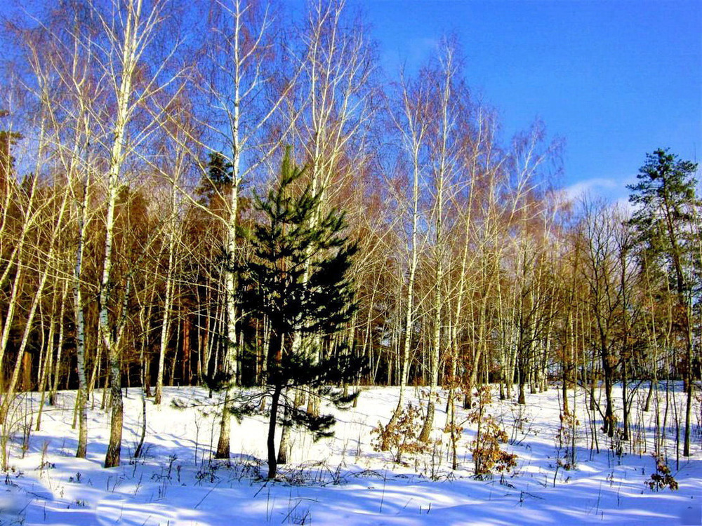 Фотографія Зима в лесу. / Владимир Подкуйко / photographers.ua