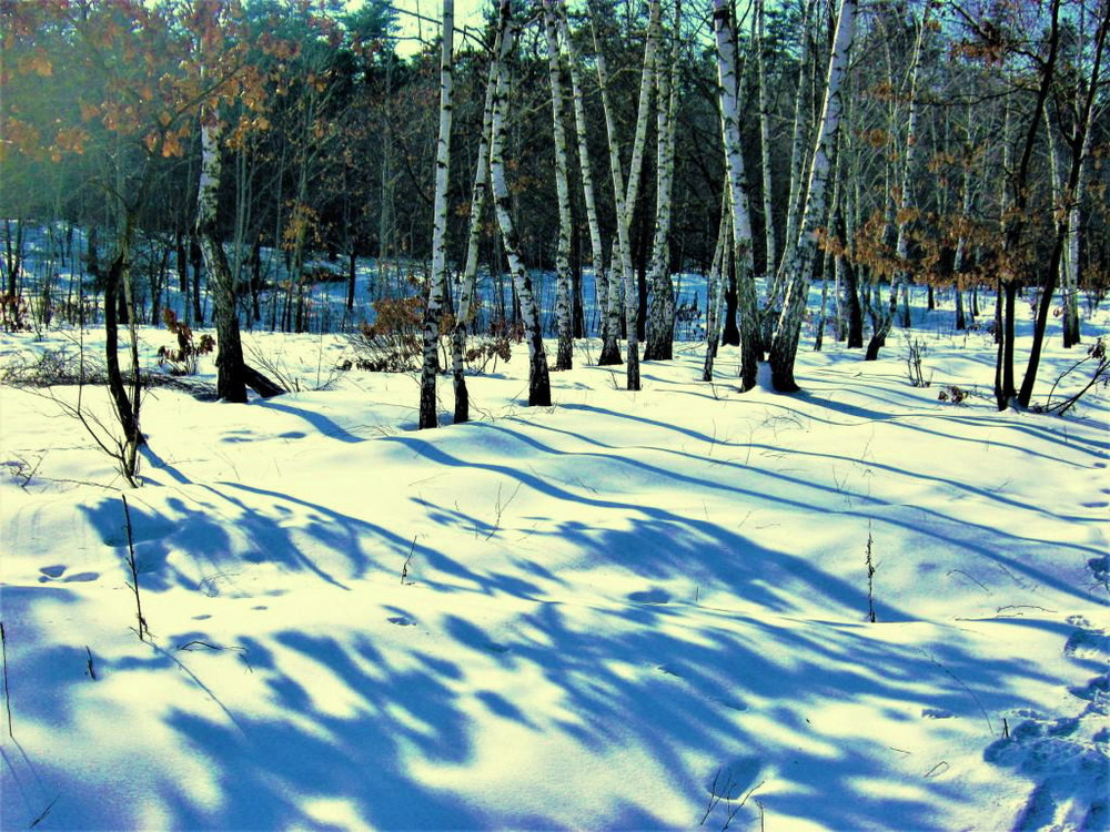 Фотографія А в рощах голубые тени, лежат на мартовских снегах... / Владимир Подкуйко / photographers.ua