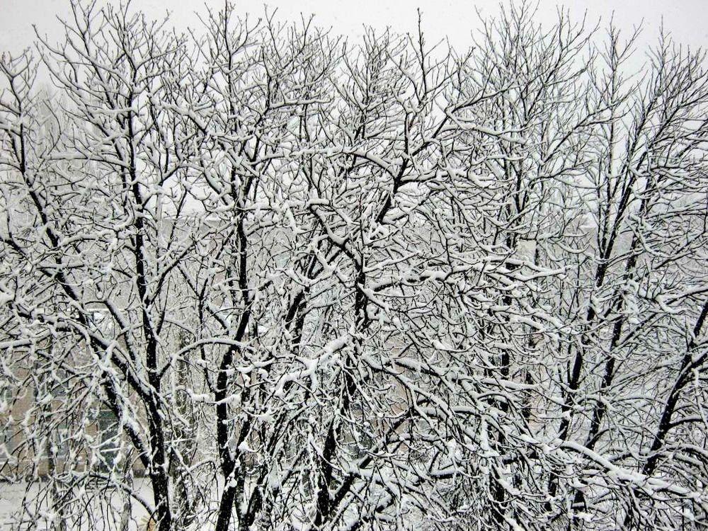 Фотографія Лёгким пухом первый снег ветви облепил. / Владимир Подкуйко / photographers.ua