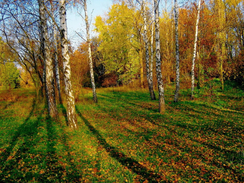 Фотографія Жёлтые листья с берёз облетают, значит это осень. / Владимир Подкуйко / photographers.ua
