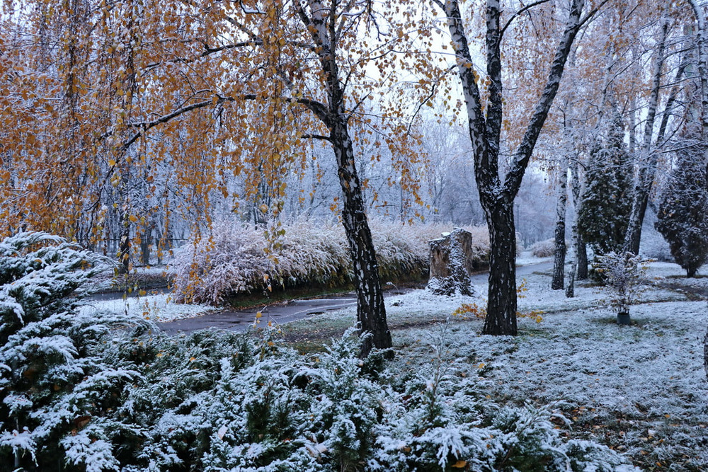 Фотографія Интерес к первому снегу. / Владимир Подкуйко / photographers.ua