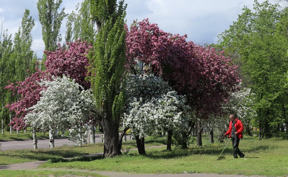 Фотографія Весна, цветение. / Владимир Подкуйко / photographers.ua