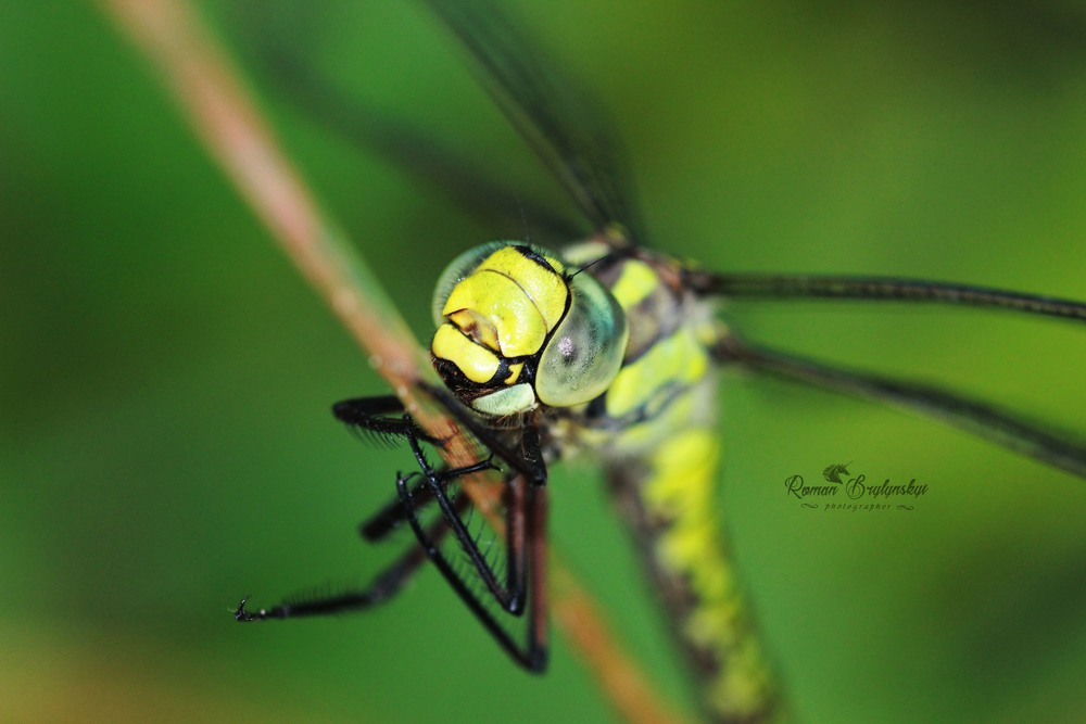 Фотографія Odonata / Roman Brylynskyi / photographers.ua