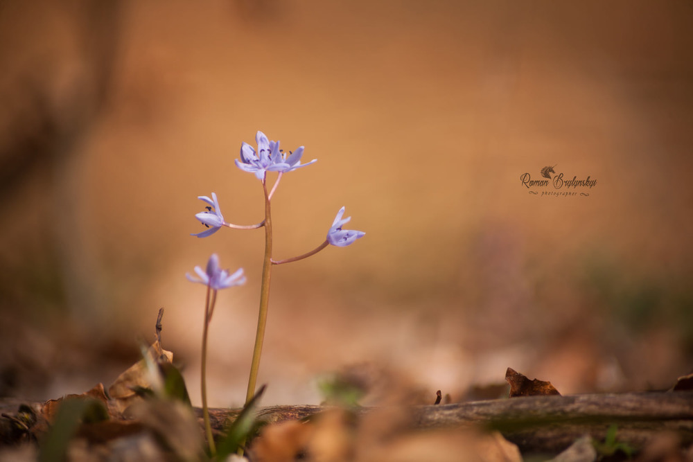 Фотографія Весна / Roman Brylynskyi / photographers.ua