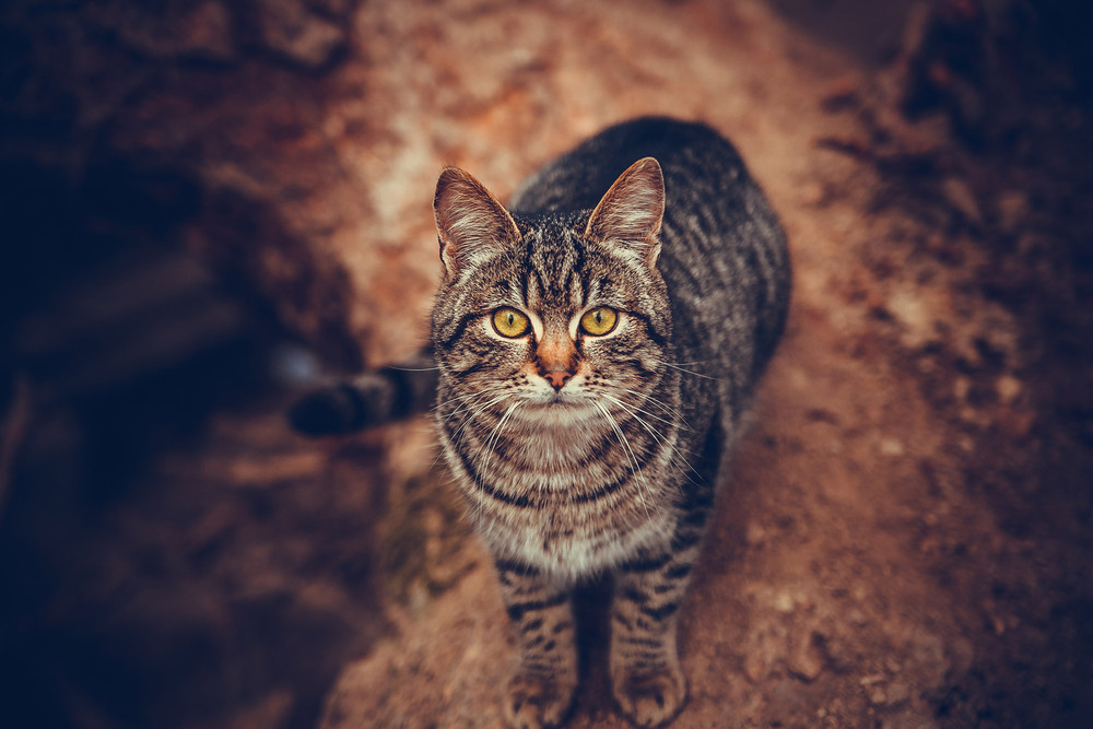 Фотографія Кіт / Roman Brylynskyi / photographers.ua