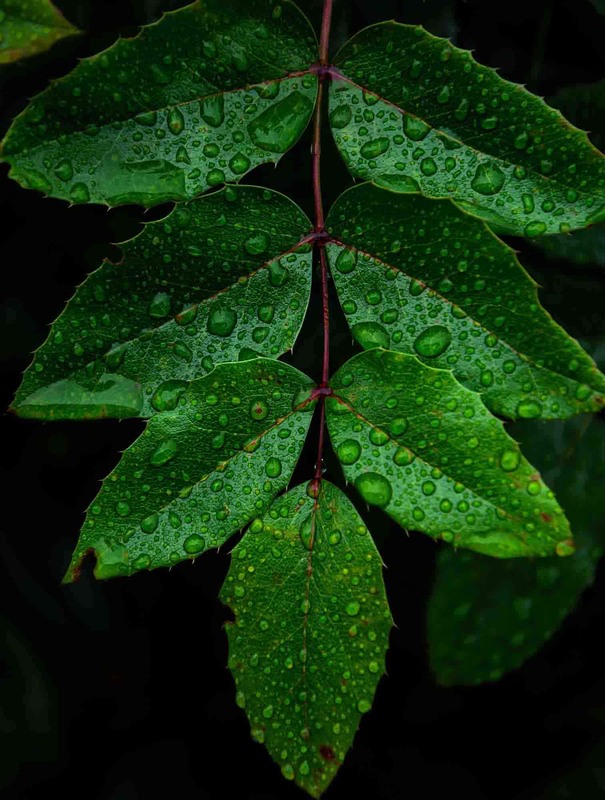 Фотографія Ранкова свіжість... / Roman Brylynskyi / photographers.ua