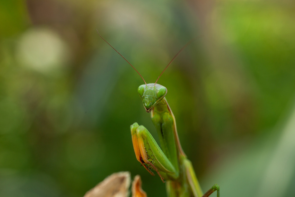 Фотографія Mantis religiosa / Roman Brylynskyi / photographers.ua