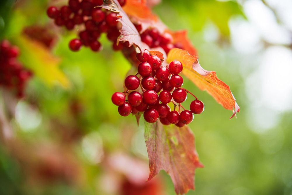 Фотографія Viburnum opulus / Roman Brylynskyi / photographers.ua