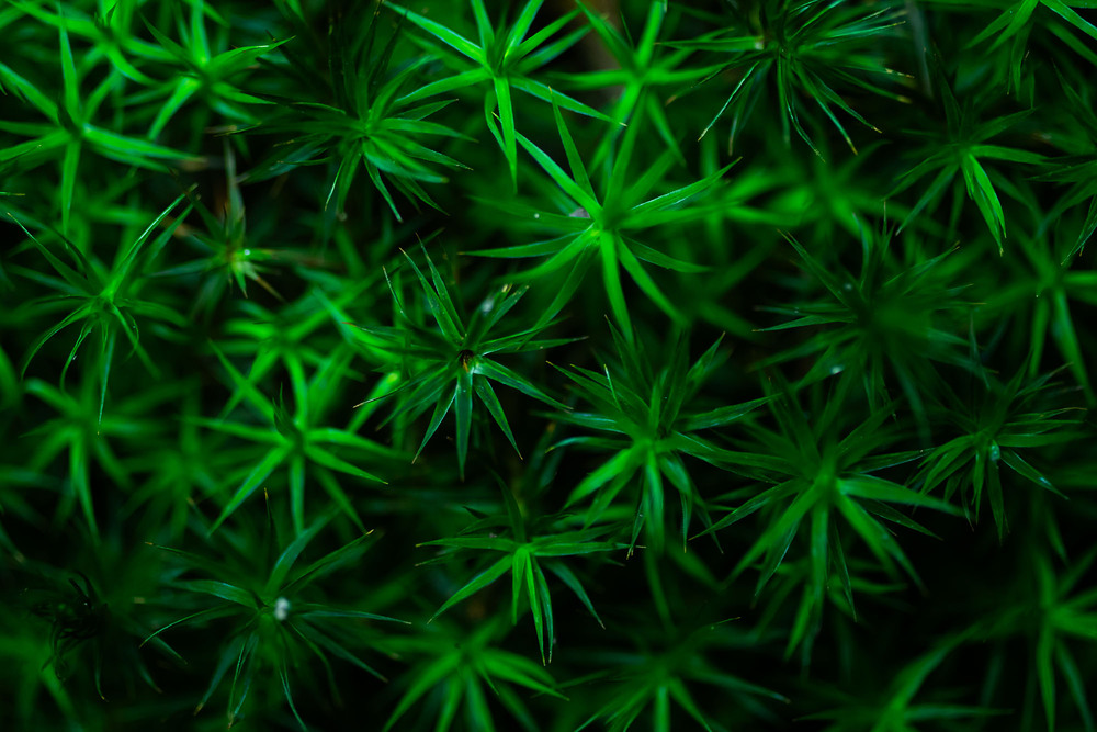 Фотографія Макро / Roman Brylynskyi / photographers.ua