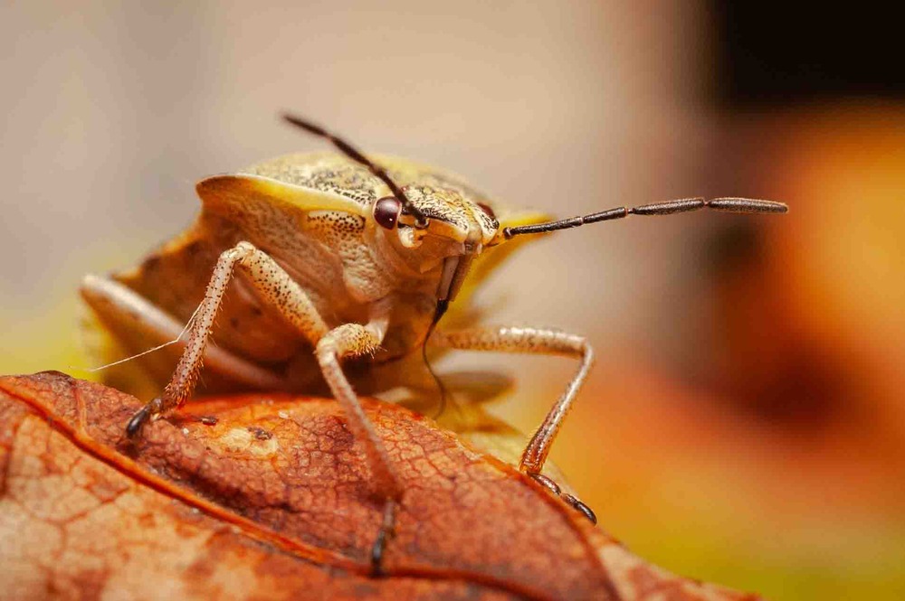 Фотографія Heteroptera / Roman Brylynskyi / photographers.ua