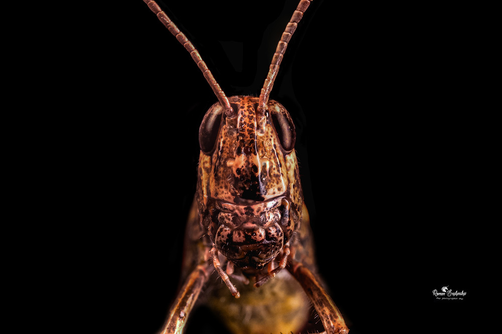 Фотографія Locusta migratoria / Roman Brylynskyi / photographers.ua