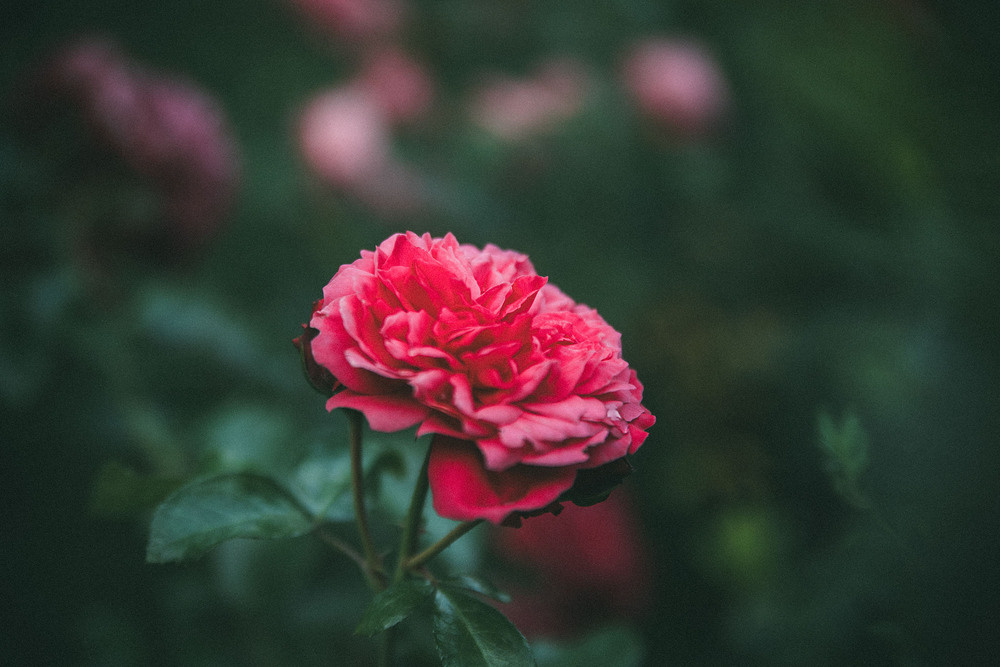 Фотографія Квіти / Roman Brylynskyi / photographers.ua