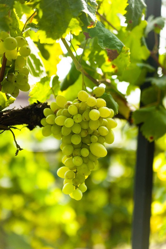 Фотографія Дари природи / Roman Brylynskyi / photographers.ua