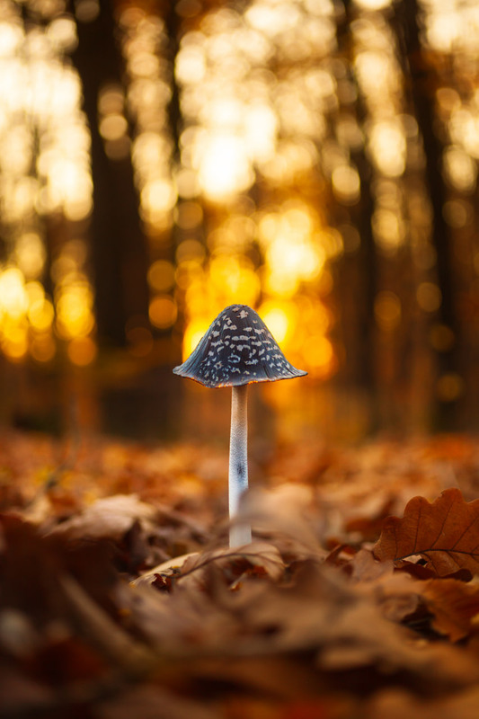 Фотографія Coprinopsis picacea / Roman Brylynskyi / photographers.ua