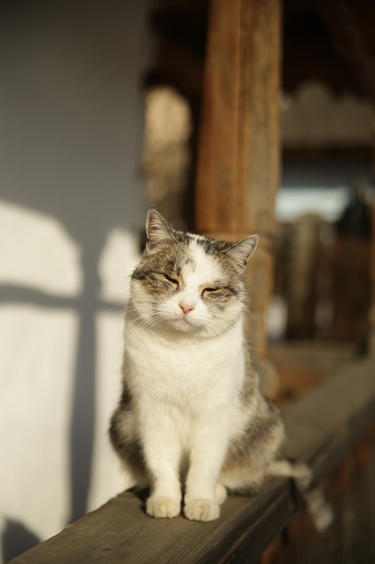 Фотографія Кіт на сторожі / Roman Brylynskyi / photographers.ua