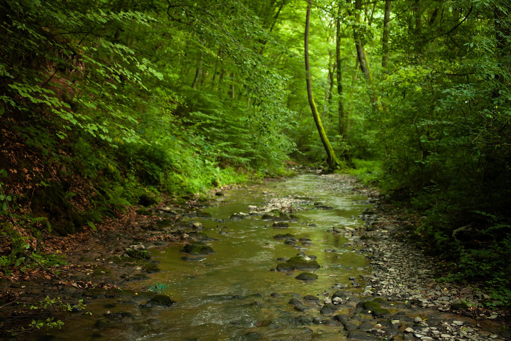 Фотографія Артерія життя / Roman Brylynskyi / photographers.ua