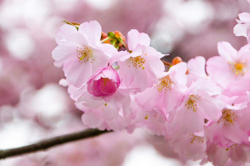 Фотографія Ужгородська Сакура / Roman Brylynskyi / photographers.ua