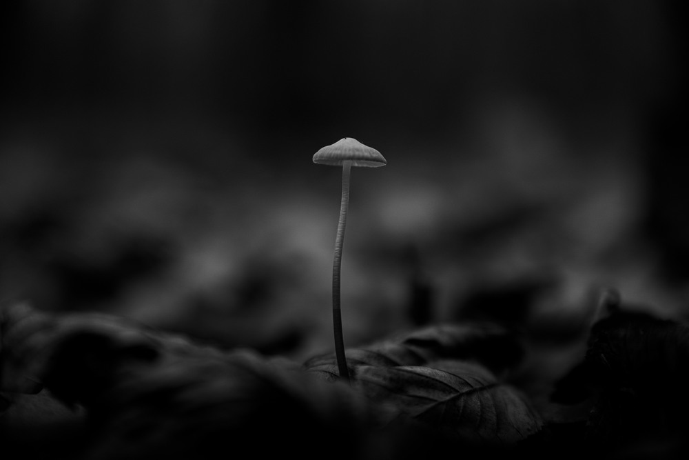 Фотографія Symbolic mushroom / Roman Brylynskyi / photographers.ua