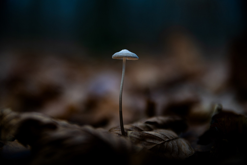 Фотографія Symbolic mushroom / Roman Brylynskyi / photographers.ua