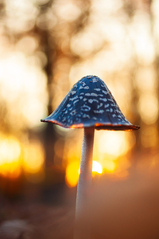 Фотографія Coprinopsis picacea / Roman Brylynskyi / photographers.ua