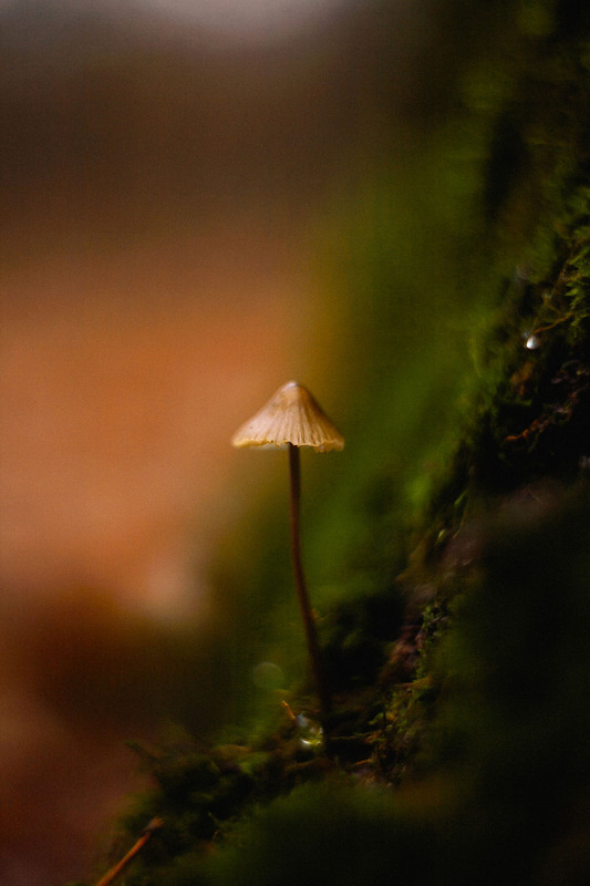 Фотографія Грибочки / Roman Brylynskyi / photographers.ua