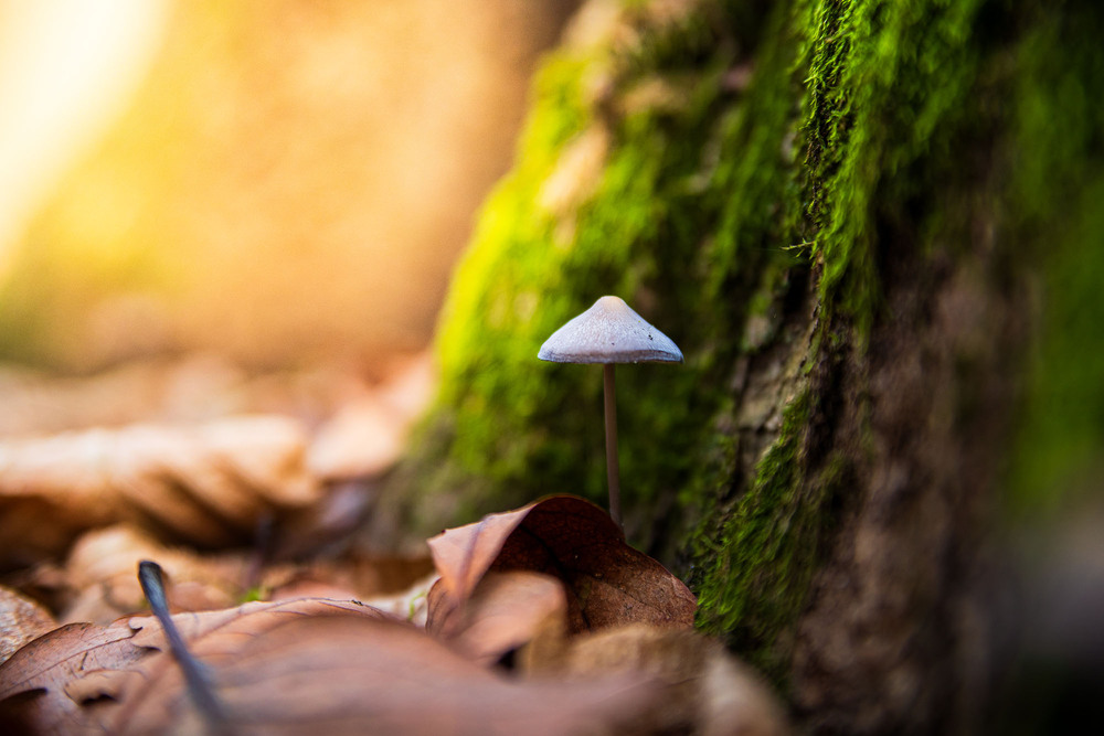 Фотографія Грибочки / Roman Brylynskyi / photographers.ua