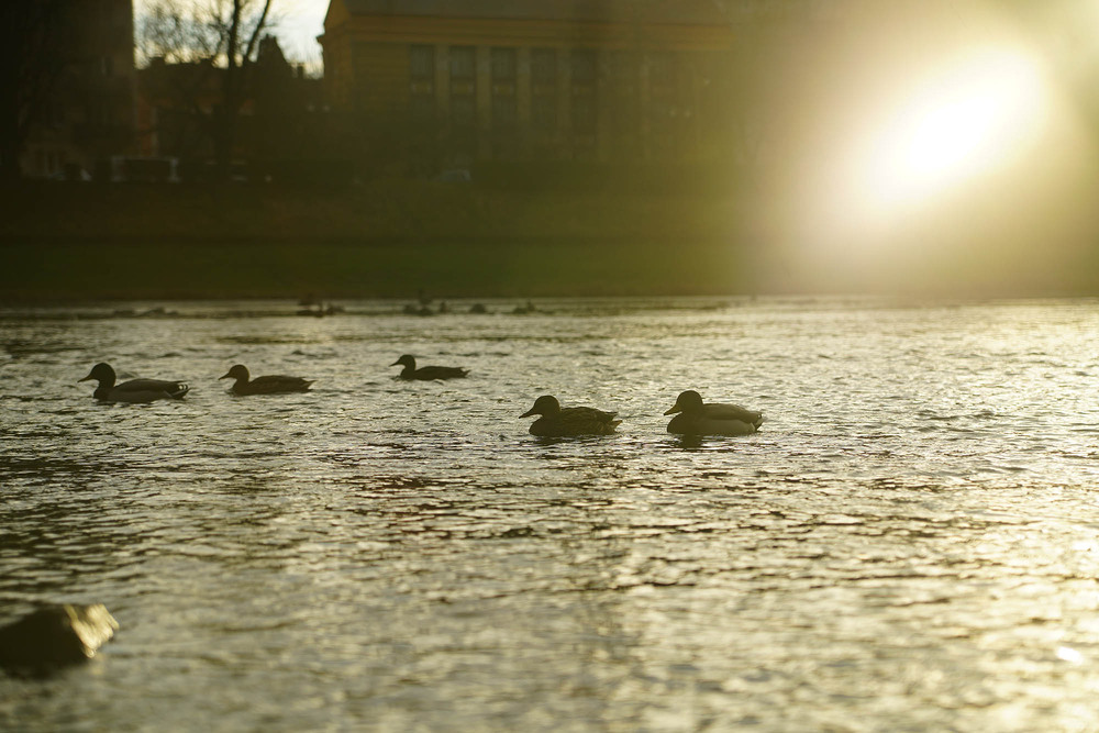 Фотографія Річка Уж / Roman Brylynskyi / photographers.ua