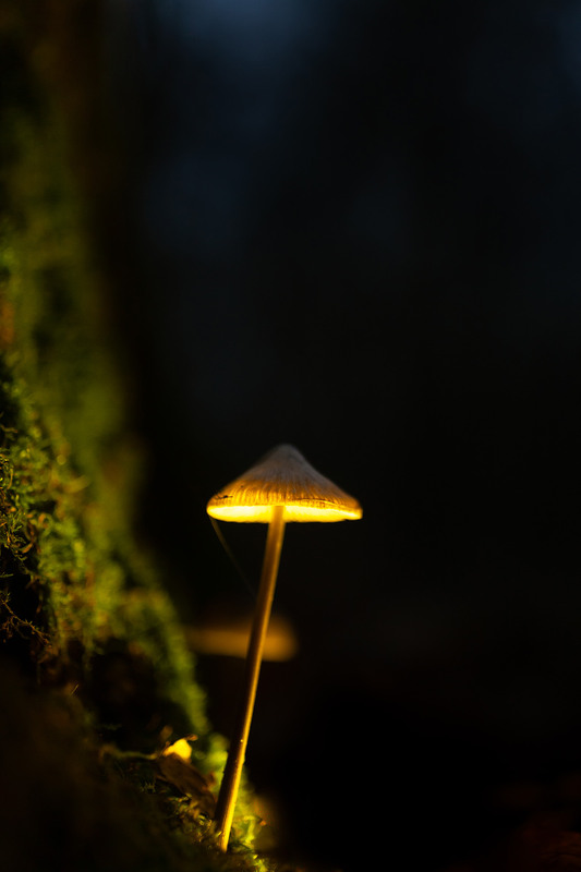 Фотографія Mycena galopus / Roman Brylynskyi / photographers.ua