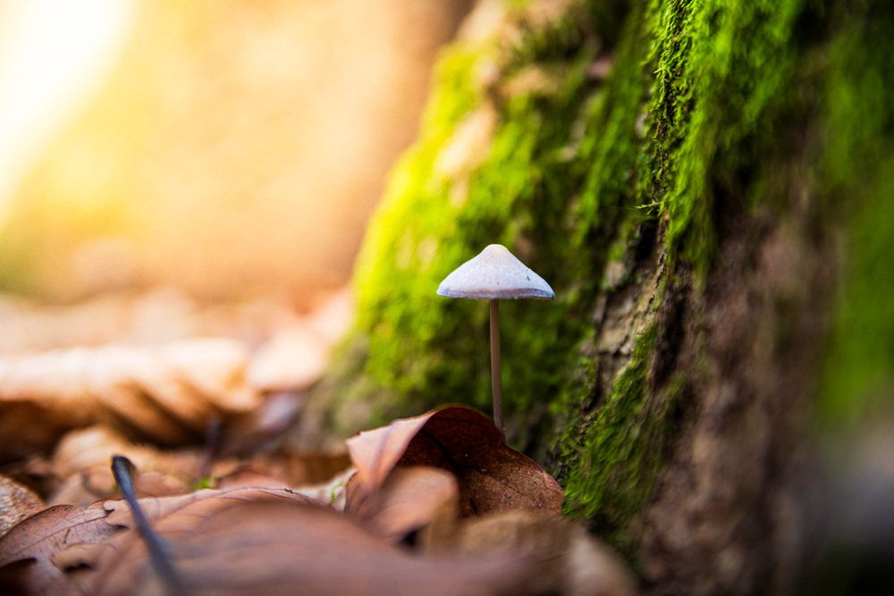 Фотографія Mycena galopus / Roman Brylynskyi / photographers.ua