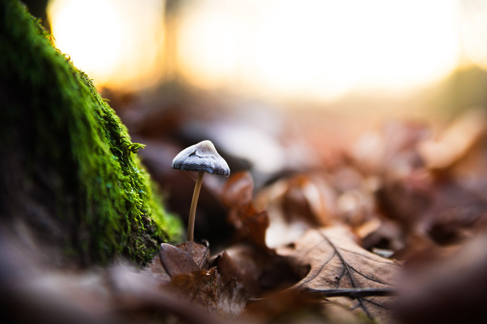 Фотографія Mycena / Roman Brylynskyi / photographers.ua