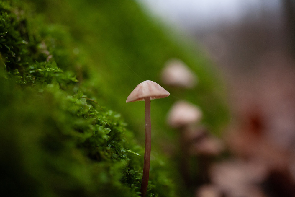 Фотографія Mycena galopus / Roman Brylynskyi / photographers.ua