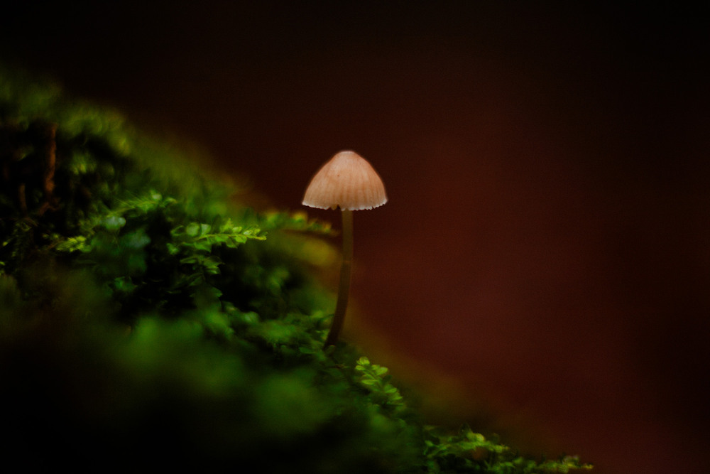 Фотографія Mycena galopus / Roman Brylynskyi / photographers.ua
