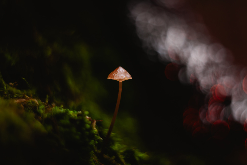 Фотографія Mycena galopus / Roman Brylynskyi / photographers.ua