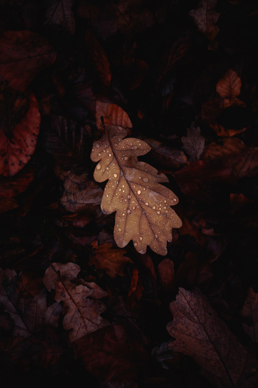 Фотографія Осінній мотив / Roman Brylynskyi / photographers.ua