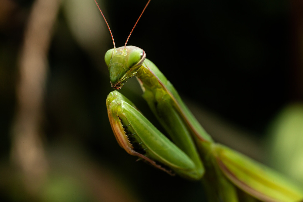 Фотографія Mantis religiosa / Roman Brylynskyi / photographers.ua