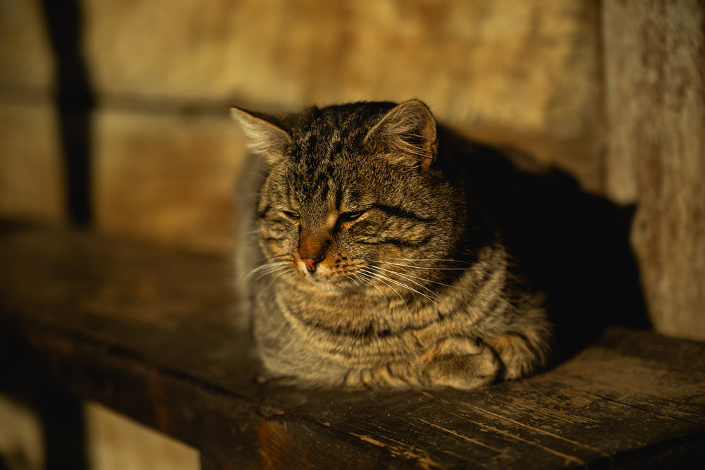 Фотографія Кіт - Бос / Roman Brylynskyi / photographers.ua