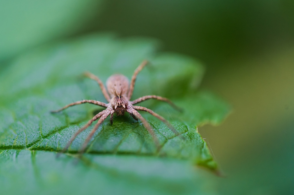 Фотографія Павучок / Roman Brylynskyi / photographers.ua