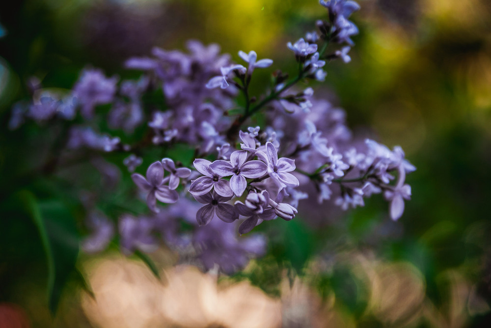 Фотографія Syringa vulgaris / Roman Brylynskyi / photographers.ua