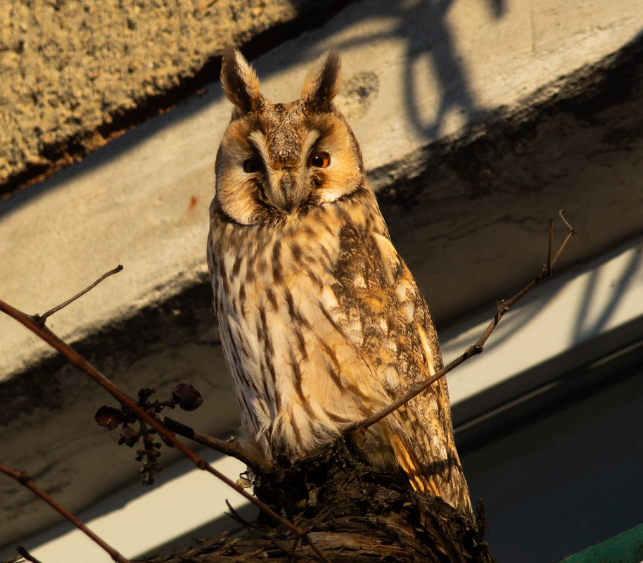 Фотографія Asio otus / Roman Brylynskyi / photographers.ua